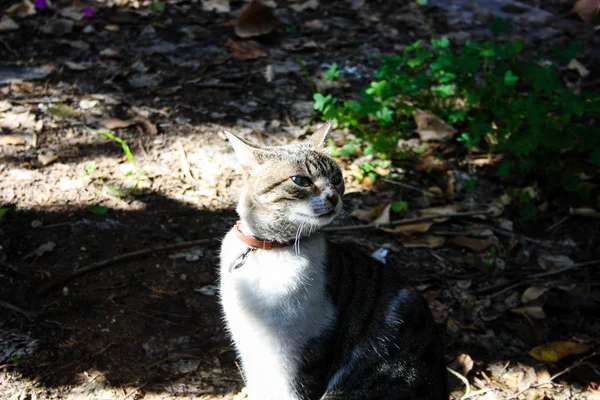 Kudüs'ten bir sokak kedi closeup
