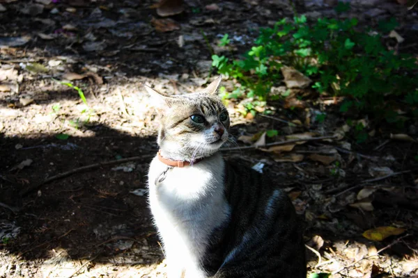 来自耶路撒冷的街头猫的特写镜头 — 图库照片