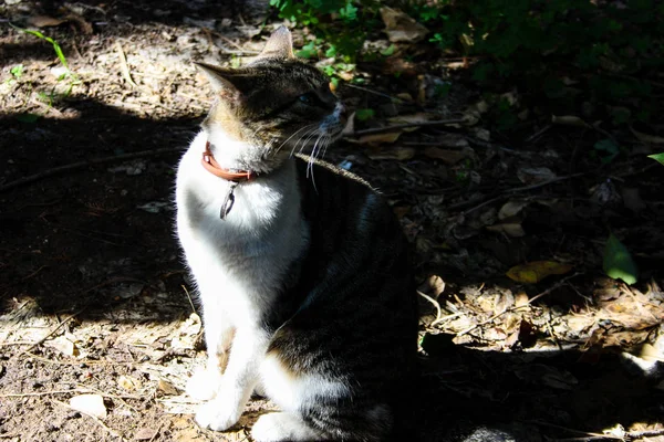 Nahaufnahme Einer Straßenkatze Aus Jerusalem — Stockfoto