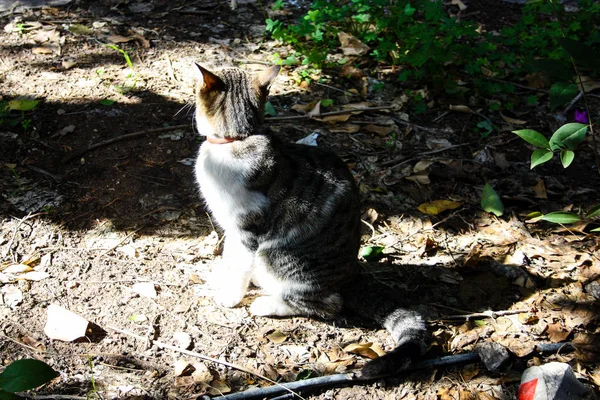 Primer Plano Gato Callejero Jerusalén —  Fotos de Stock