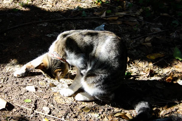 Nahaufnahme Einer Straßenkatze Aus Jerusalem — Stockfoto