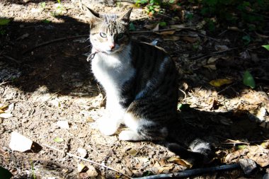 Kudüs'ten bir sokak kedi closeup