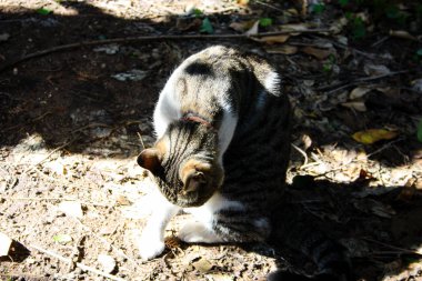 Kudüs'ten bir sokak kedi closeup