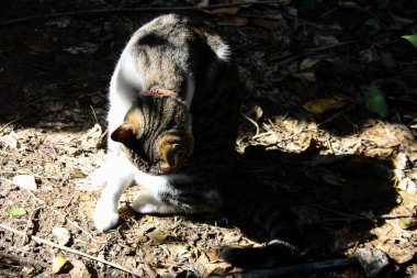 Kudüs'ten bir sokak kedi closeup