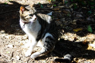 Kudüs'ten bir sokak kedi closeup