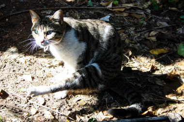Kudüs'ten bir sokak kedi closeup