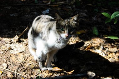 Kudüs'ten bir sokak kedi closeup