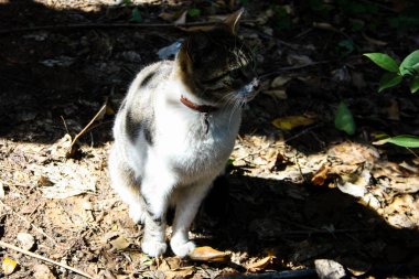 Kudüs'ten bir sokak kedi closeup