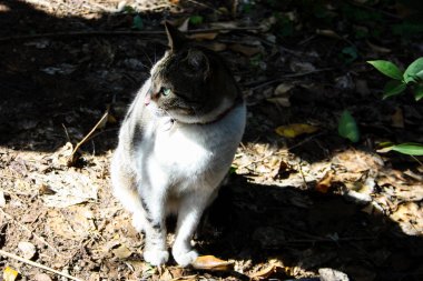Kudüs'ten bir sokak kedi closeup