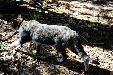 Kudüs'ten bir sokak kedi closeup