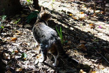 Kudüs'ten bir sokak kedi closeup