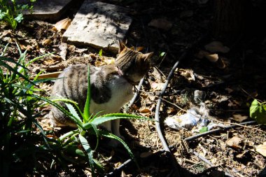 Kudüs'ten bir sokak kedi closeup