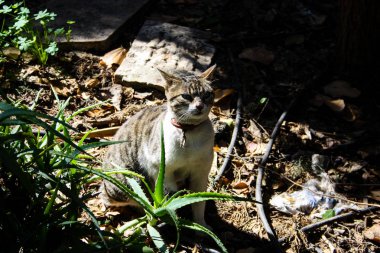 Kudüs'ten bir sokak kedi closeup