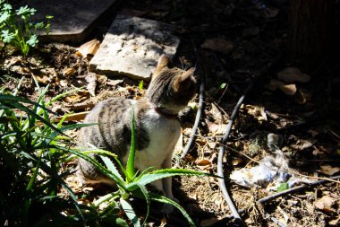 Kudüs'ten bir sokak kedi closeup