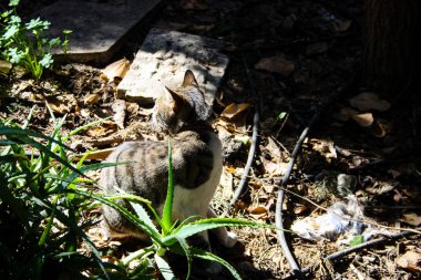 Kudüs'ten bir sokak kedi closeup