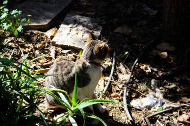Kudüs'ten bir sokak kedi closeup