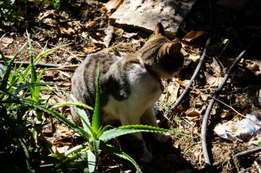 Kudüs'ten bir sokak kedi closeup