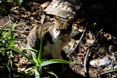 Kudüs'ten bir sokak kedi closeup