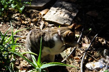 Kudüs'ten bir sokak kedi closeup
