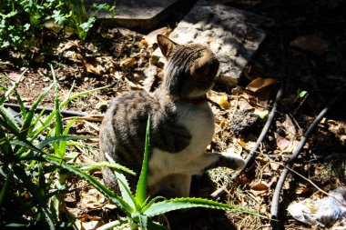 Kudüs'ten bir sokak kedi closeup