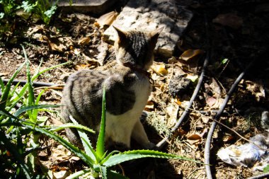 Kudüs'ten bir sokak kedi closeup