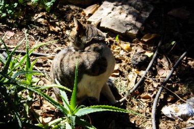 Kudüs'ten bir sokak kedi closeup