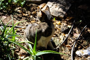 Kudüs'ten bir sokak kedi closeup