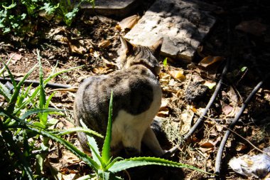 Kudüs'ten bir sokak kedi closeup