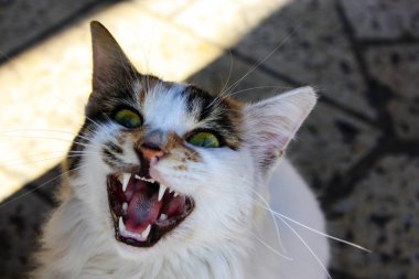 Kudüs'ten bir sokak kedi closeup