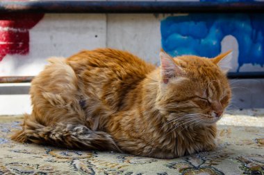 Kudüs'ten bir sokak kedi closeup