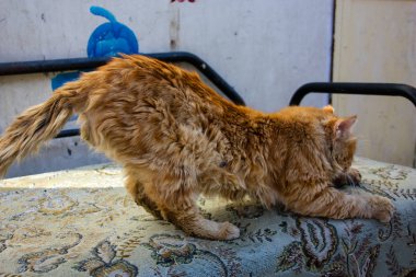 İsrail Kudüs'ten bir sokak kedi closeup