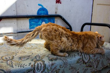 İsrail Kudüs'ten bir sokak kedi closeup