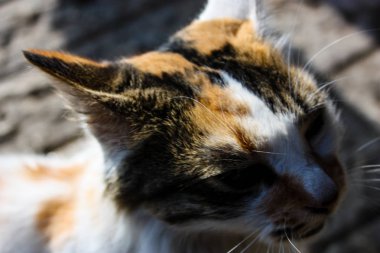 İsrail Kudüs'ten bir sokak kedi closeup