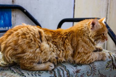 İsrail Kudüs'ten bir sokak kedi closeup