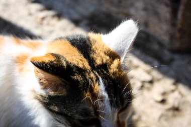 İsrail Kudüs'ten bir sokak kedi closeup