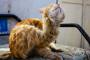 İsrail Kudüs'ten bir sokak kedi closeup