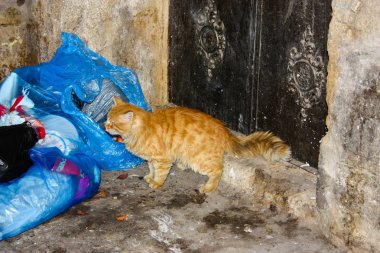 İsrail Kudüs'ten bir sokak kedi closeup
