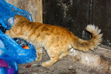 İsrail Kudüs'ten bir sokak kedi closeup