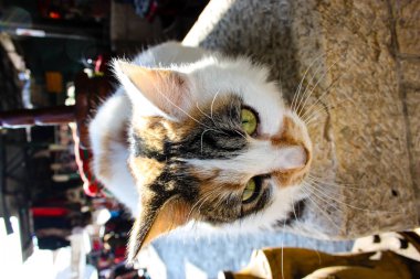 İsrail Kudüs'ten bir sokak kedi closeup