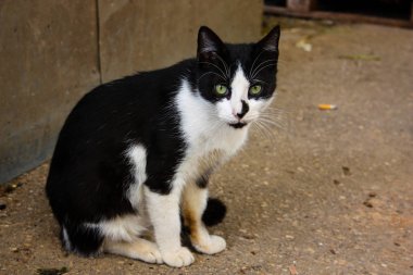 İsrail Kudüs'ten bir sokak kedi closeup