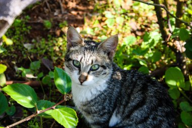 İsrail Kudüs'ten bir sokak kedi closeup