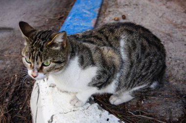 İsrail Kudüs'ten bir sokak kedi closeup