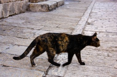 İsrail Kudüs'ten bir sokak kedi closeup