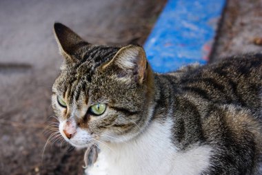 İsrail Kudüs'ten bir sokak kedi closeup