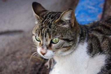 İsrail Kudüs'ten bir sokak kedi closeup