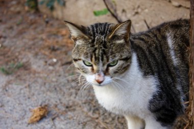 İsrail Kudüs'ten bir sokak kedi closeup