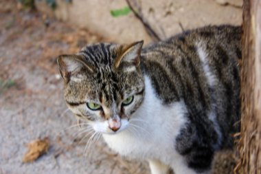 İsrail Kudüs'ten bir sokak kedi closeup