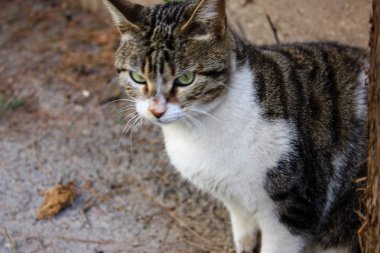 İsrail Kudüs'ten bir sokak kedi closeup