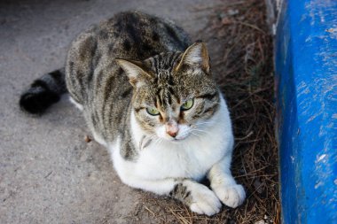 İsrail Kudüs'ten bir sokak kedi closeup