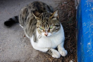 İsrail Kudüs'ten bir sokak kedi closeup